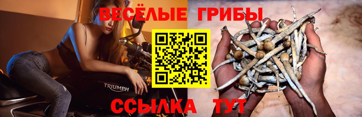 Псилоцибиновые грибы мухоморы  Псилоцибиновые грибы Cubensis  Вход с VPN  Губаха 